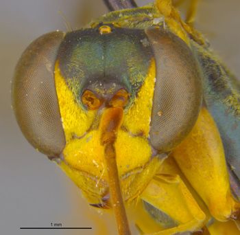 Media type: image;   Entomology 26620 Aspect: head frontal view